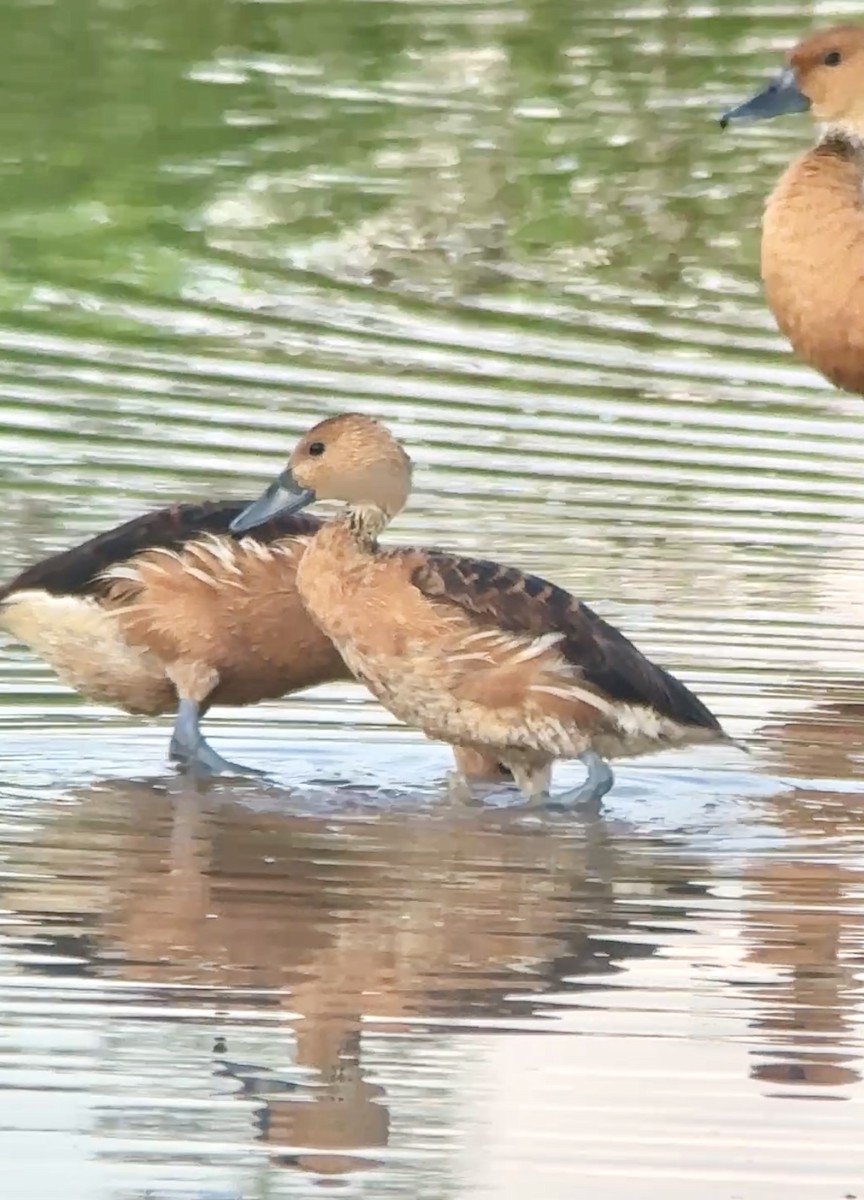 Fulvous Whistling-Duck - ML640771373