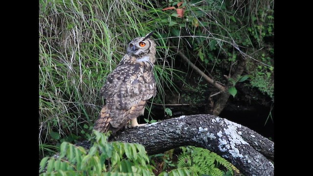 Rock Eagle-Owl - ML640771375