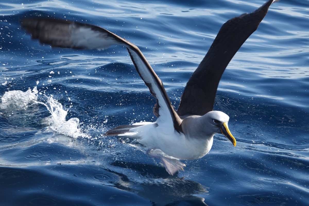 Buller Albatrosu - ML640771447