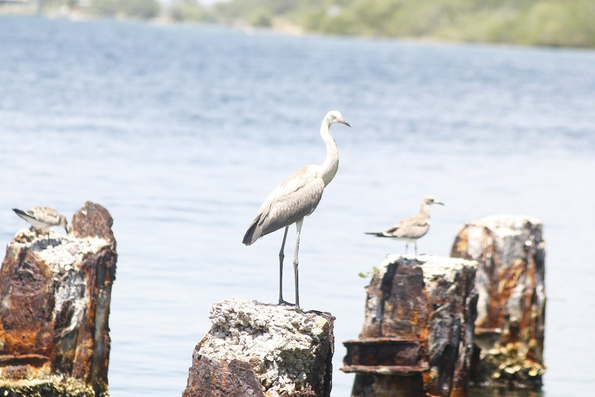 Reddish Egret - ML640771475