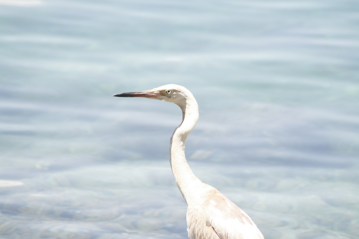 Reddish Egret - ML640771476