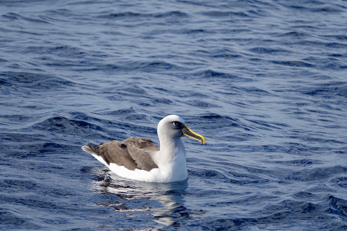 Buller Albatrosu - ML640771478