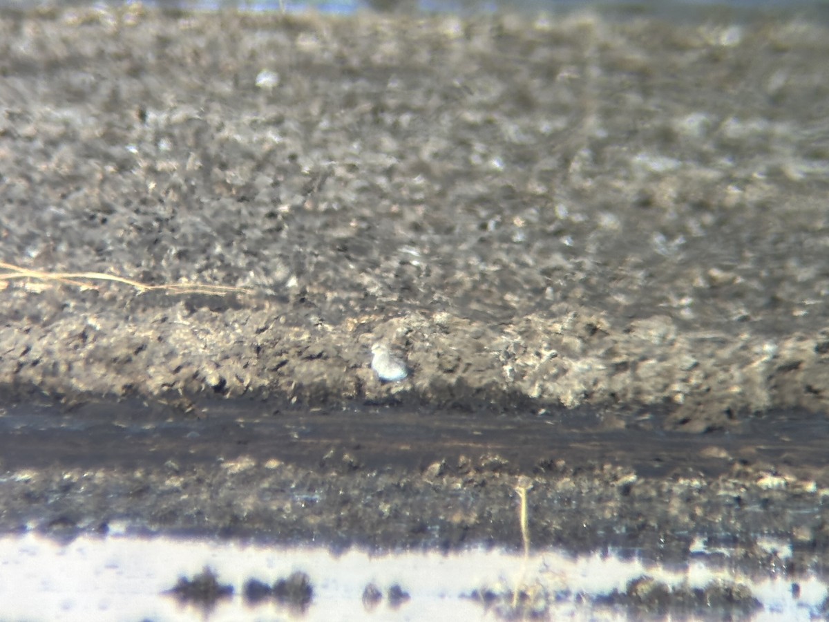 Semipalmated Sandpiper - ML640771501