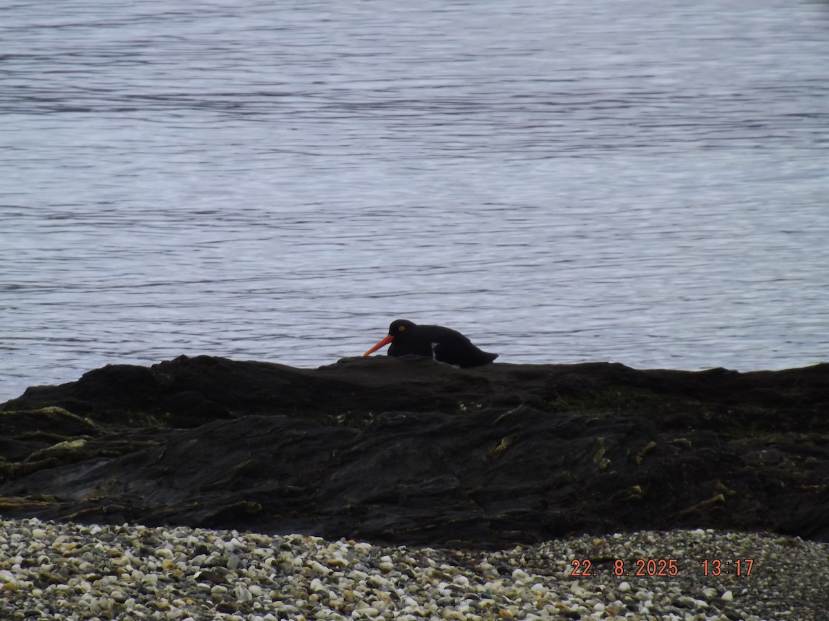 Magellanic Oystercatcher - ML640771531