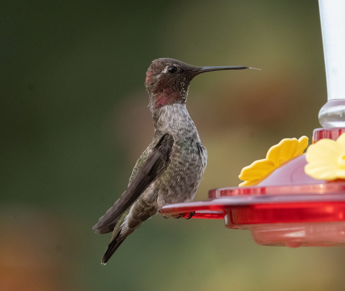 Anna's Hummingbird - ML640771549