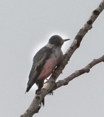 Lewis's Woodpecker - ML640771582