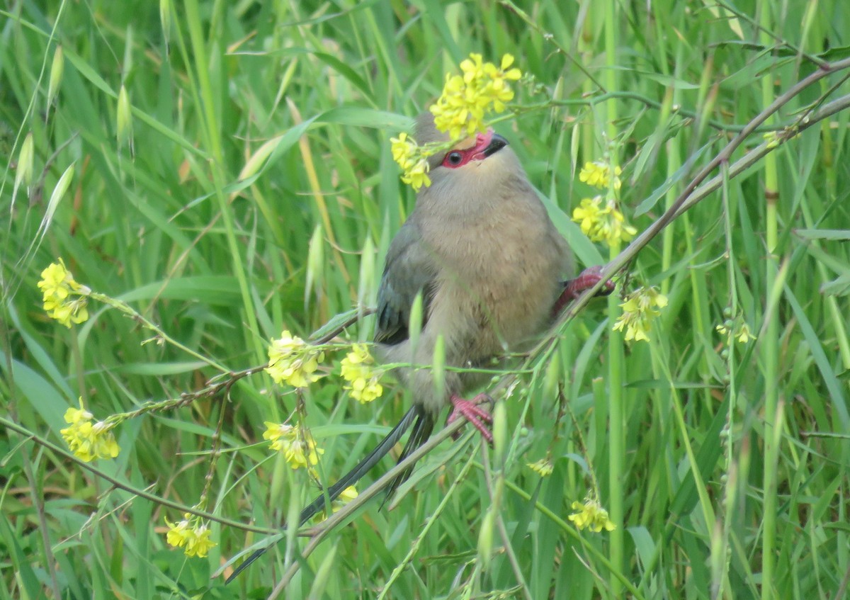 Red-faced Mousebird - ML640771584