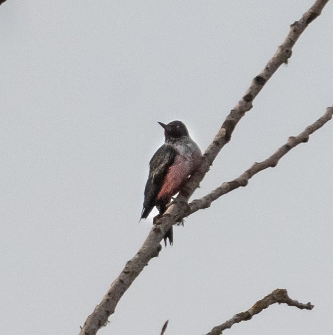 Lewis's Woodpecker - ML640771609