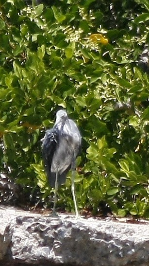 Little Blue Heron - ML640771621