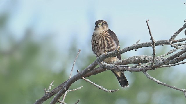 Хайргууна шонхор - ML640771640