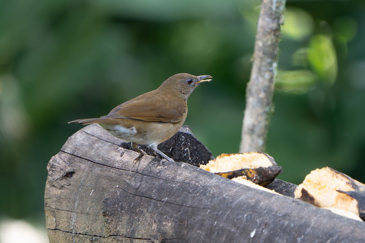 Cocoa Thrush - ML640771641