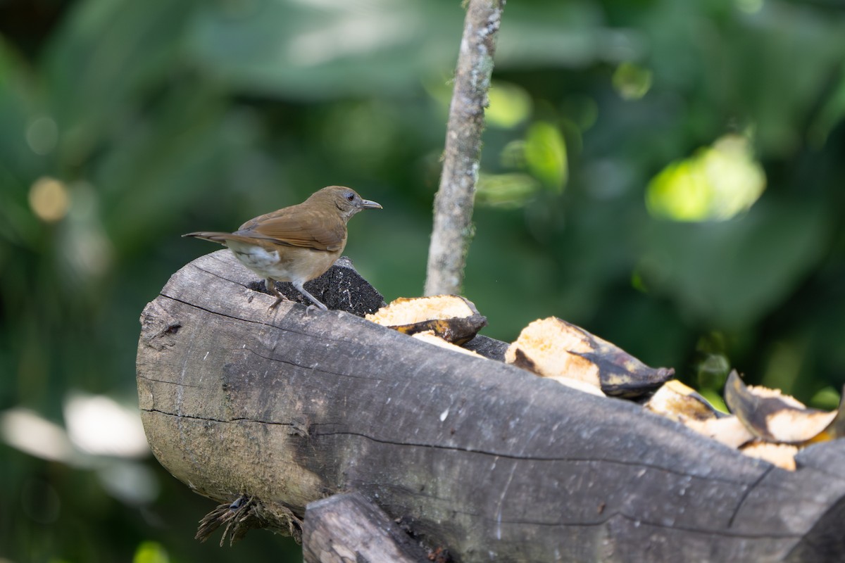 Cocoa Thrush - ML640771642
