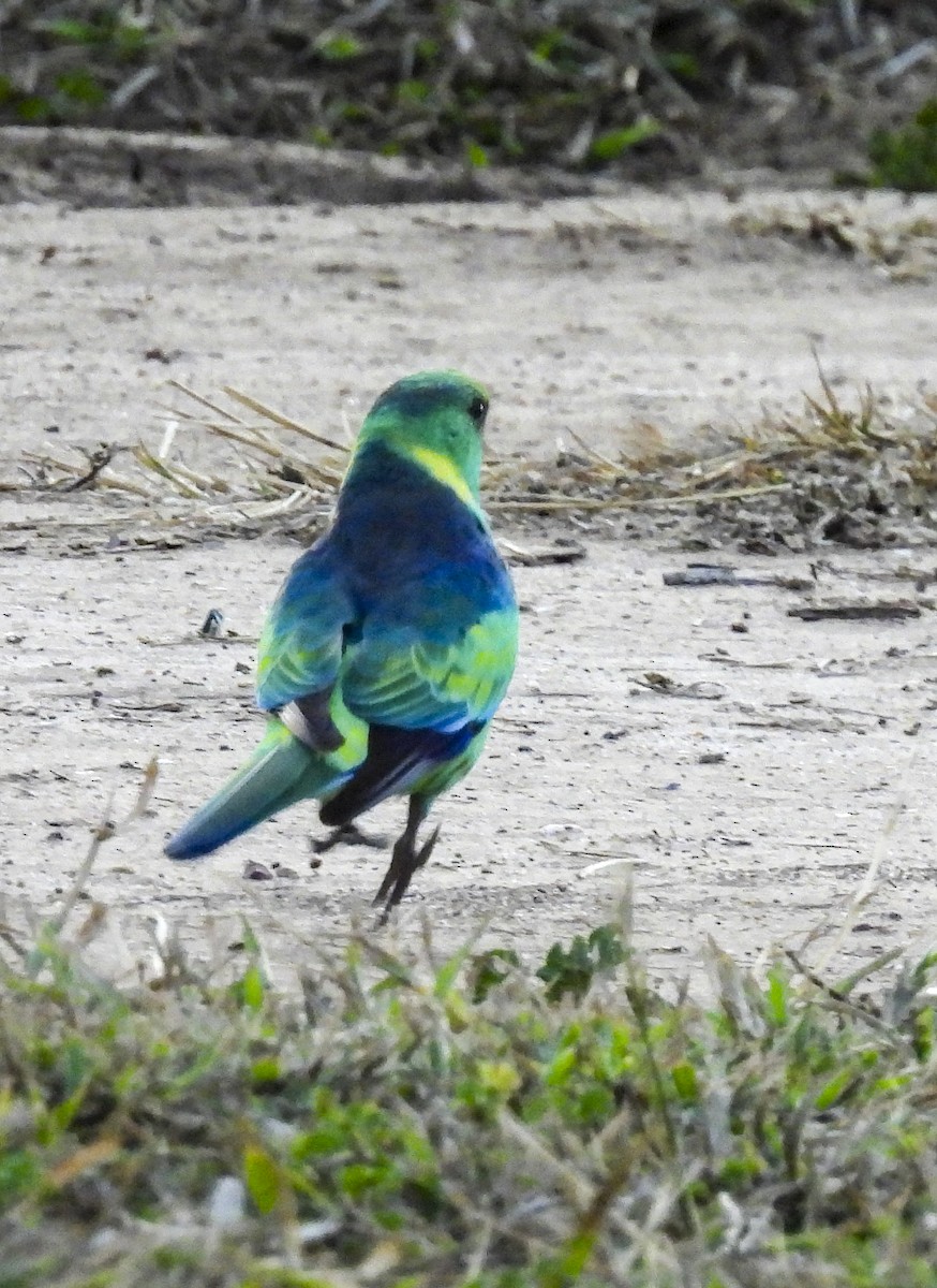 Australian Ringneck - ML640771643