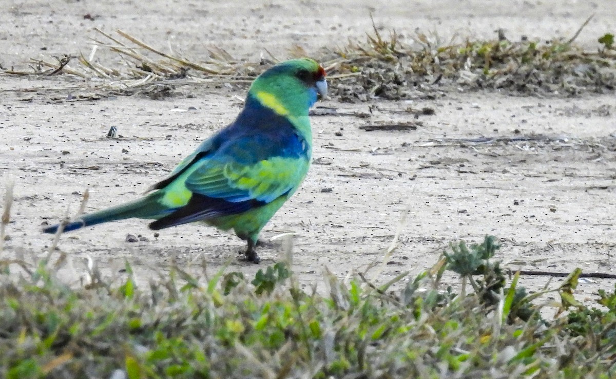 Australian Ringneck - ML640771644