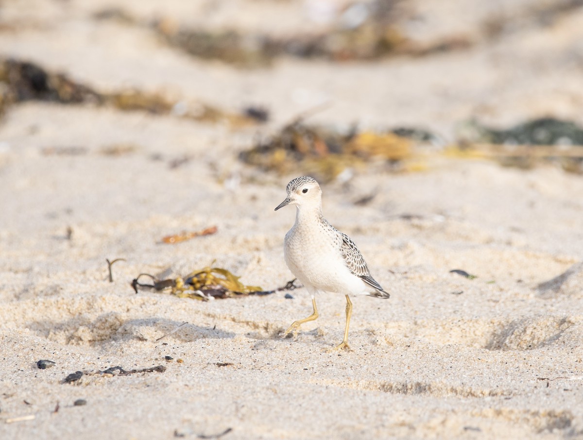 Buff-breasted Sandpiper - ML640771656