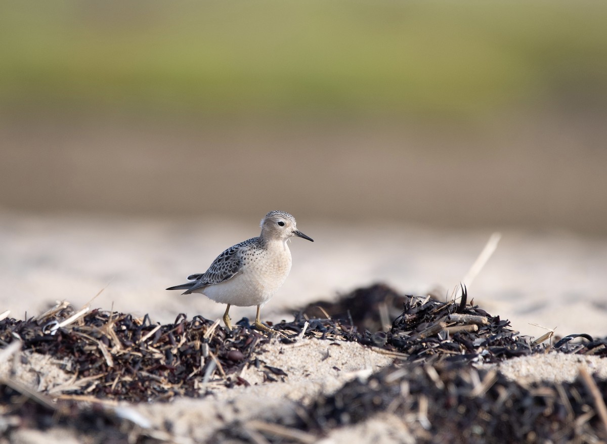 Buff-breasted Sandpiper - ML640771667