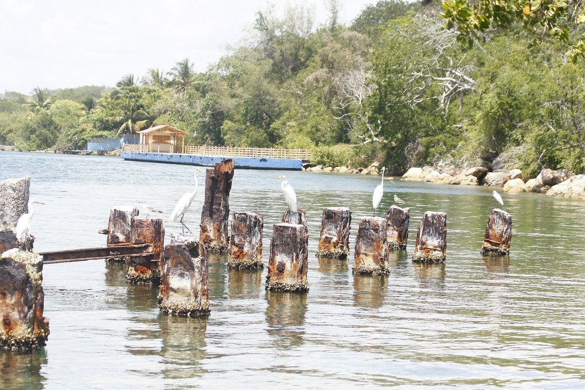 Great Egret - ML640771668