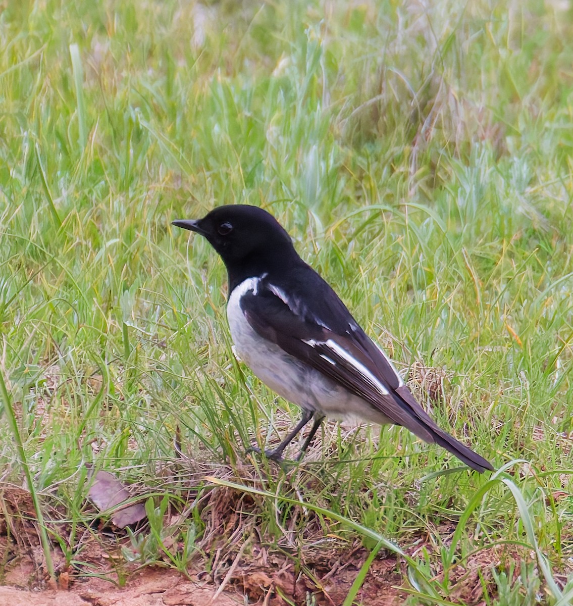 Hooded Robin - ML640771718