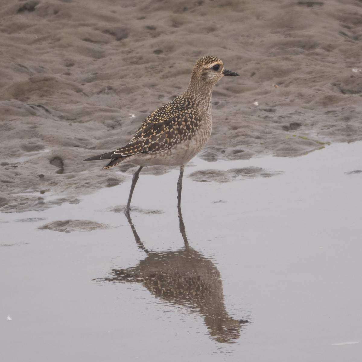 American Golden-Plover - ML640771740