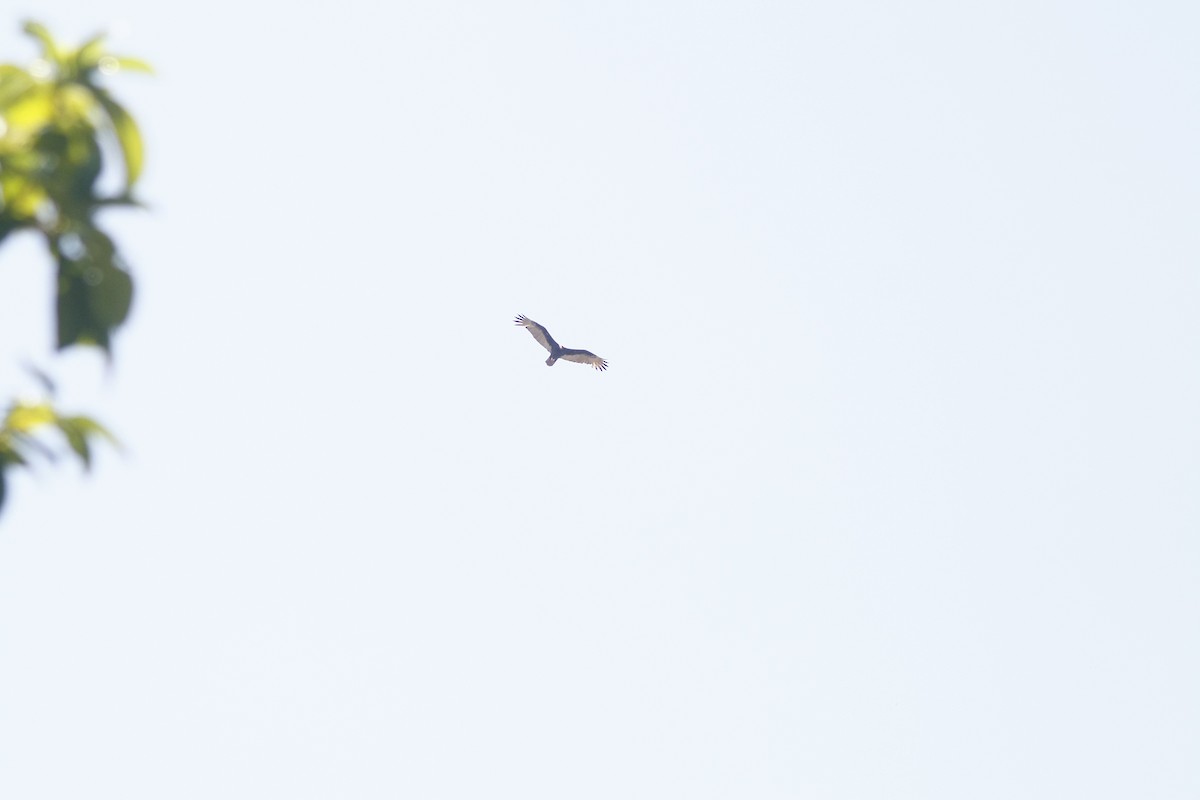 Turkey Vulture - ML640771998