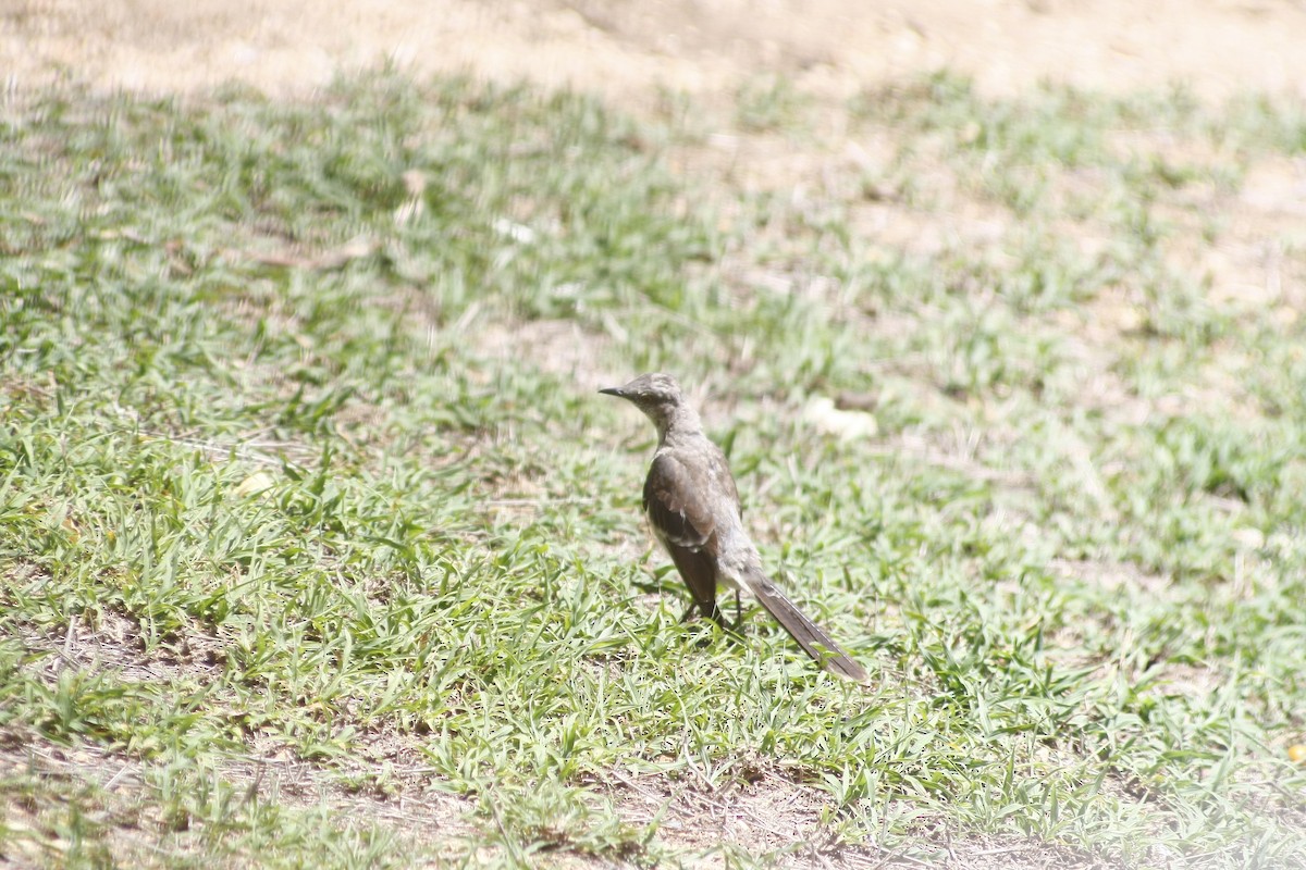 Northern Mockingbird - ML640772099