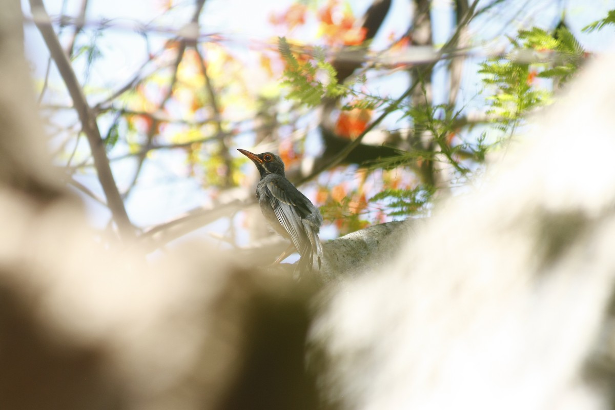 Western Red-legged Thrush - ML640772163