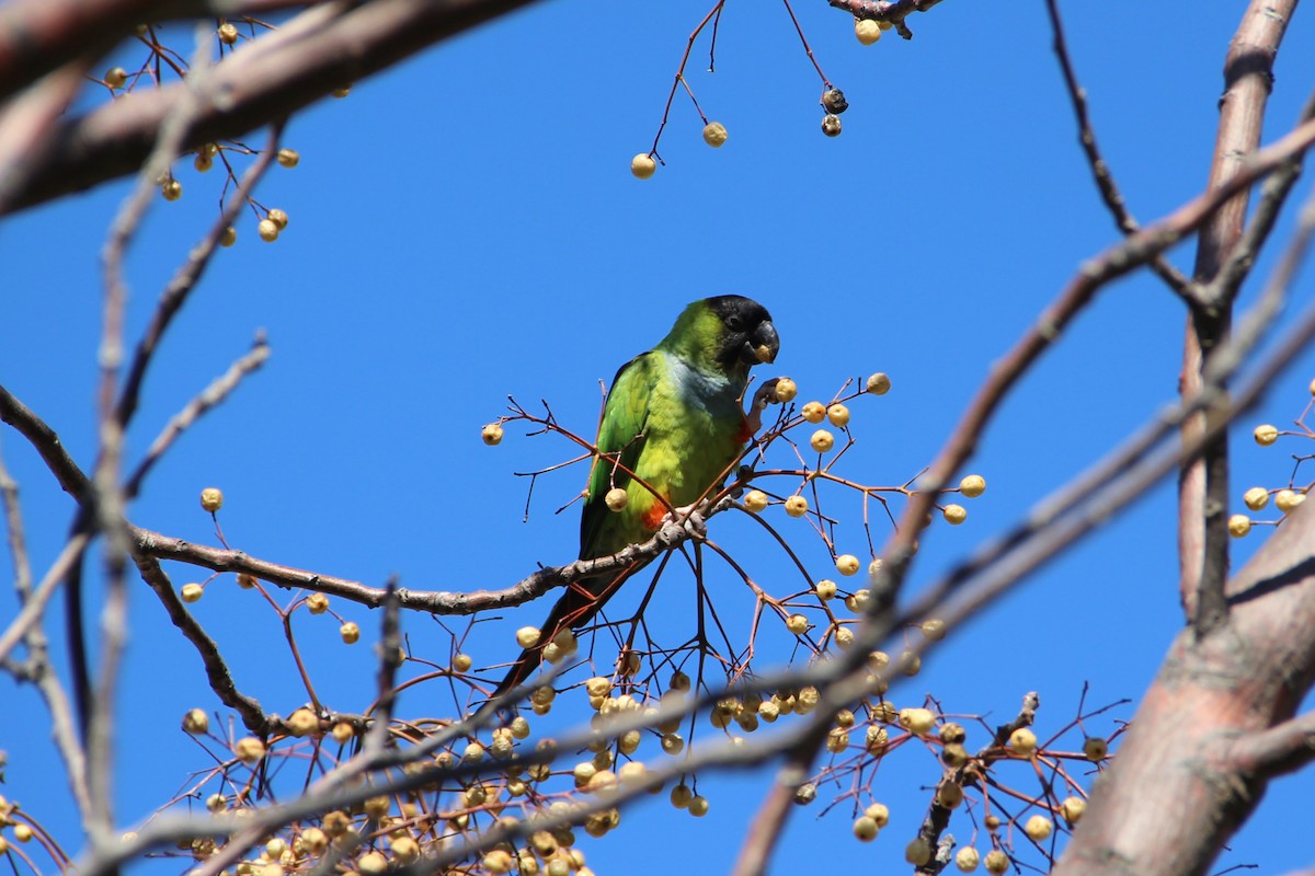 Nanday Parakeet - ML640772165