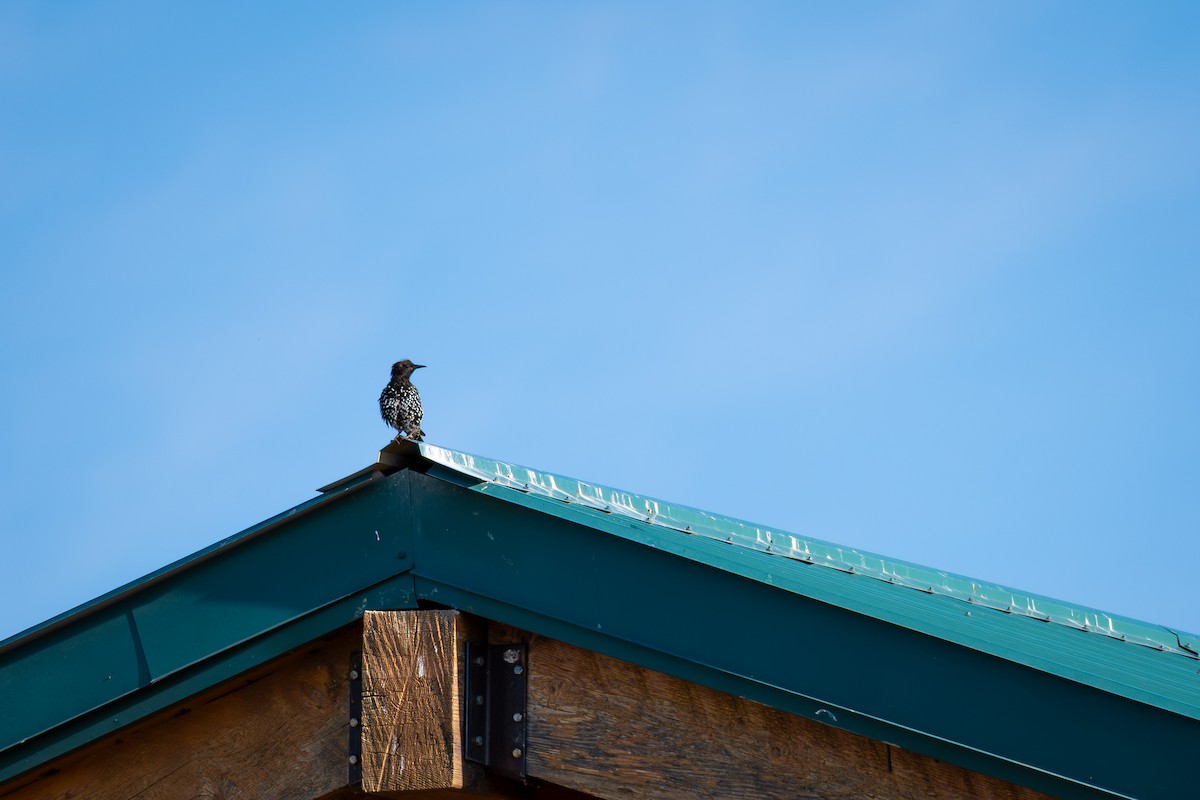European Starling - ML640772169