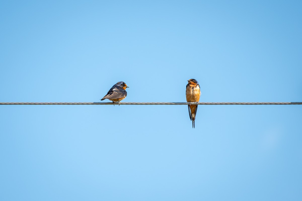 Barn Swallow - ML640772181