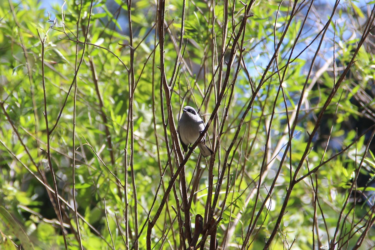 Masked Gnatcatcher - ML640772185