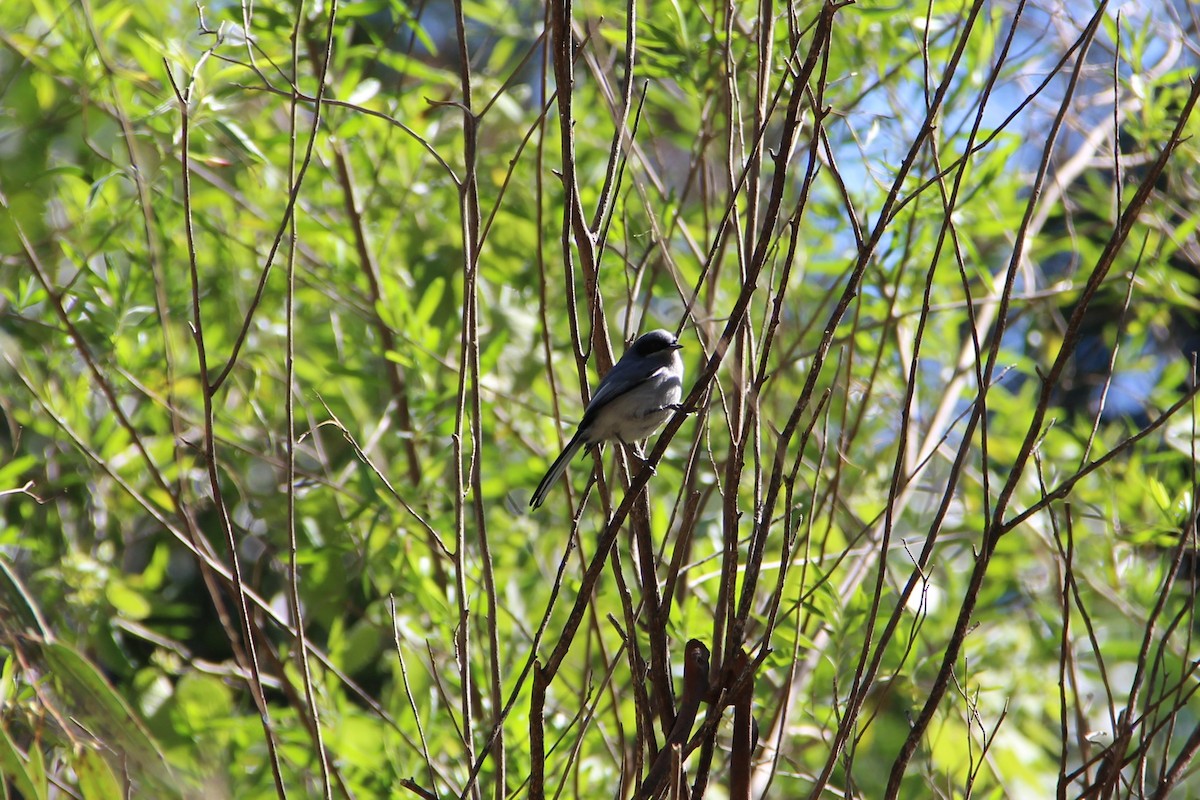 Masked Gnatcatcher - ML640772186