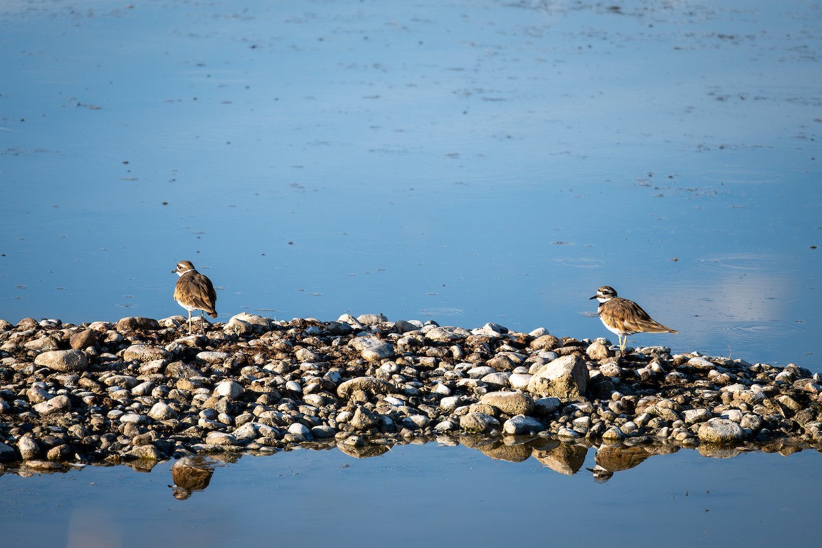 Killdeer - ML640772194