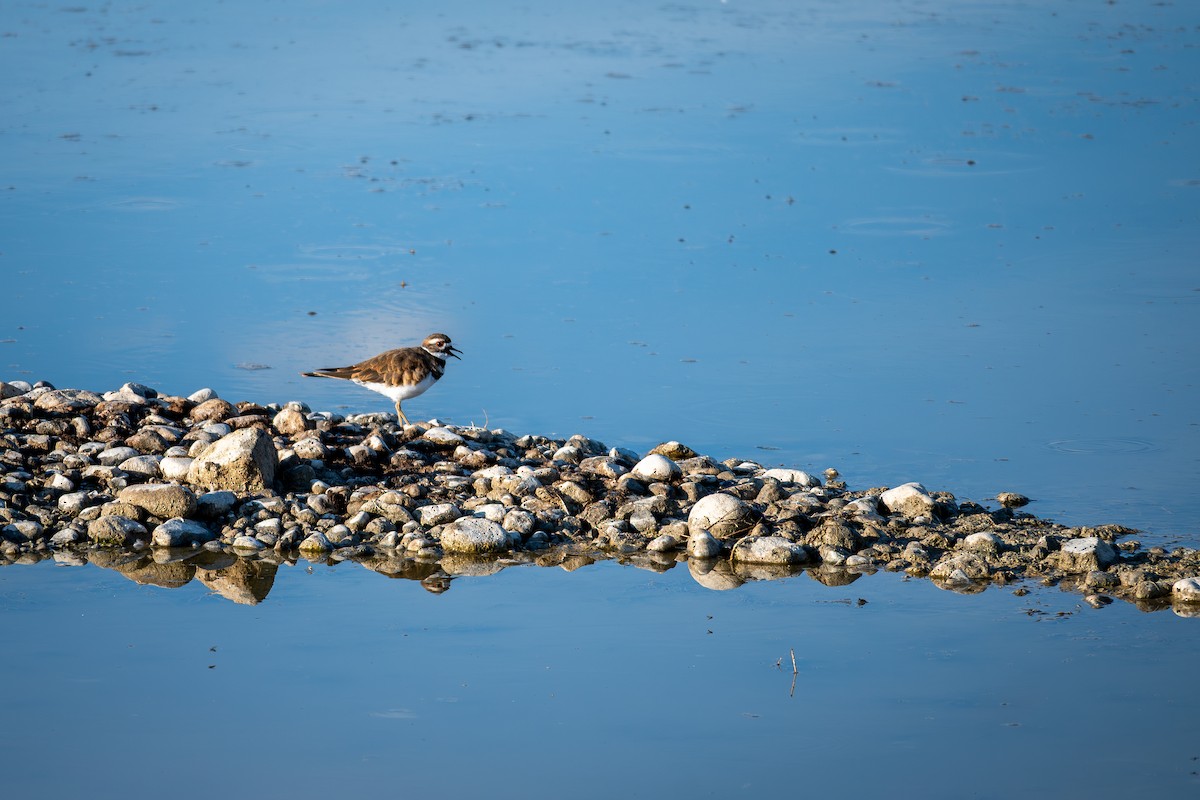 Killdeer - ML640772195