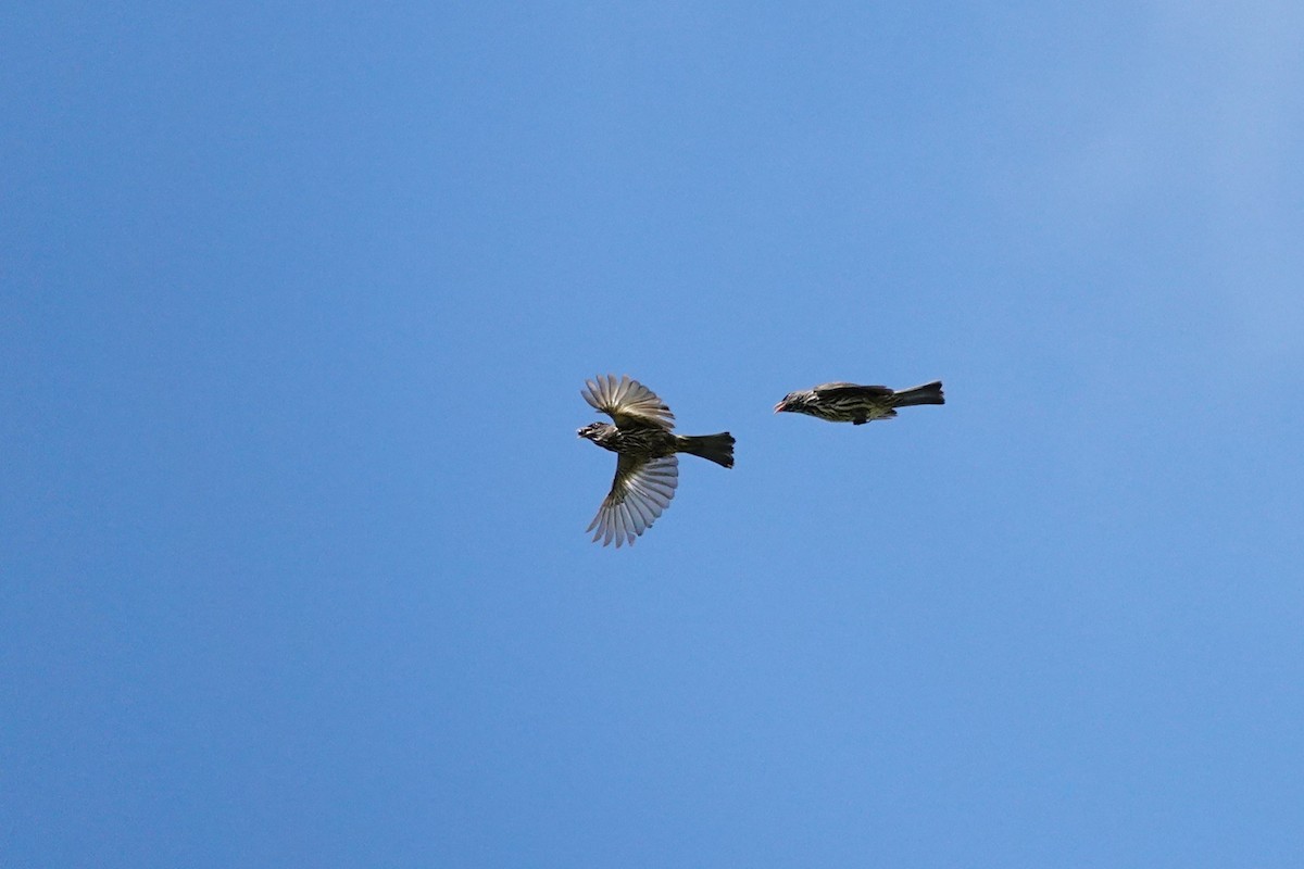 Palmchat - ML640772204