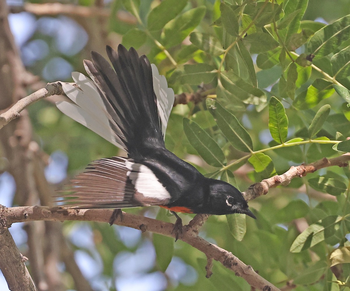 Painted Redstart - ML640772225