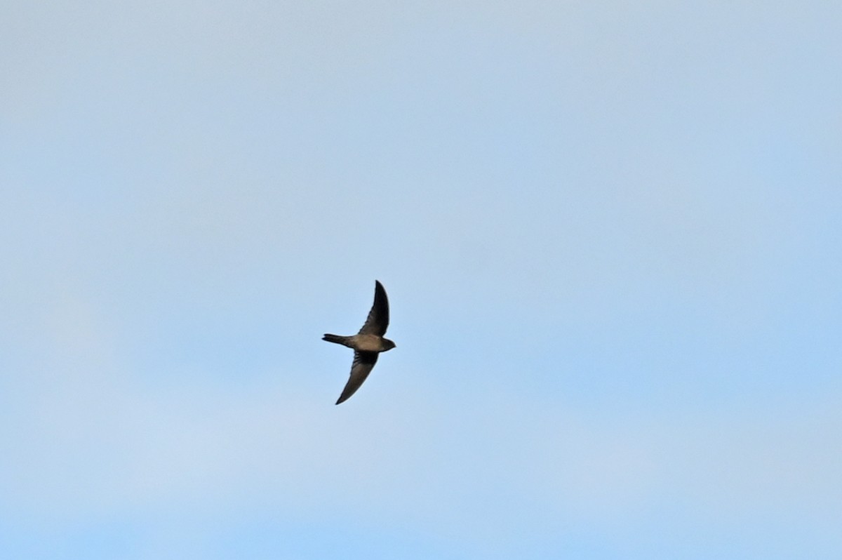 Australian Swiftlet - ML640772238