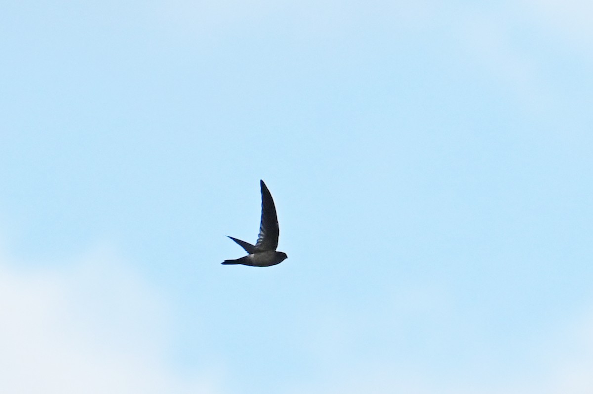 Australian Swiftlet - ML640772256