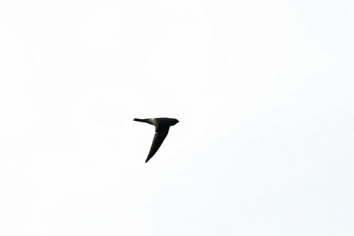 Australian Swiftlet - ML640772257