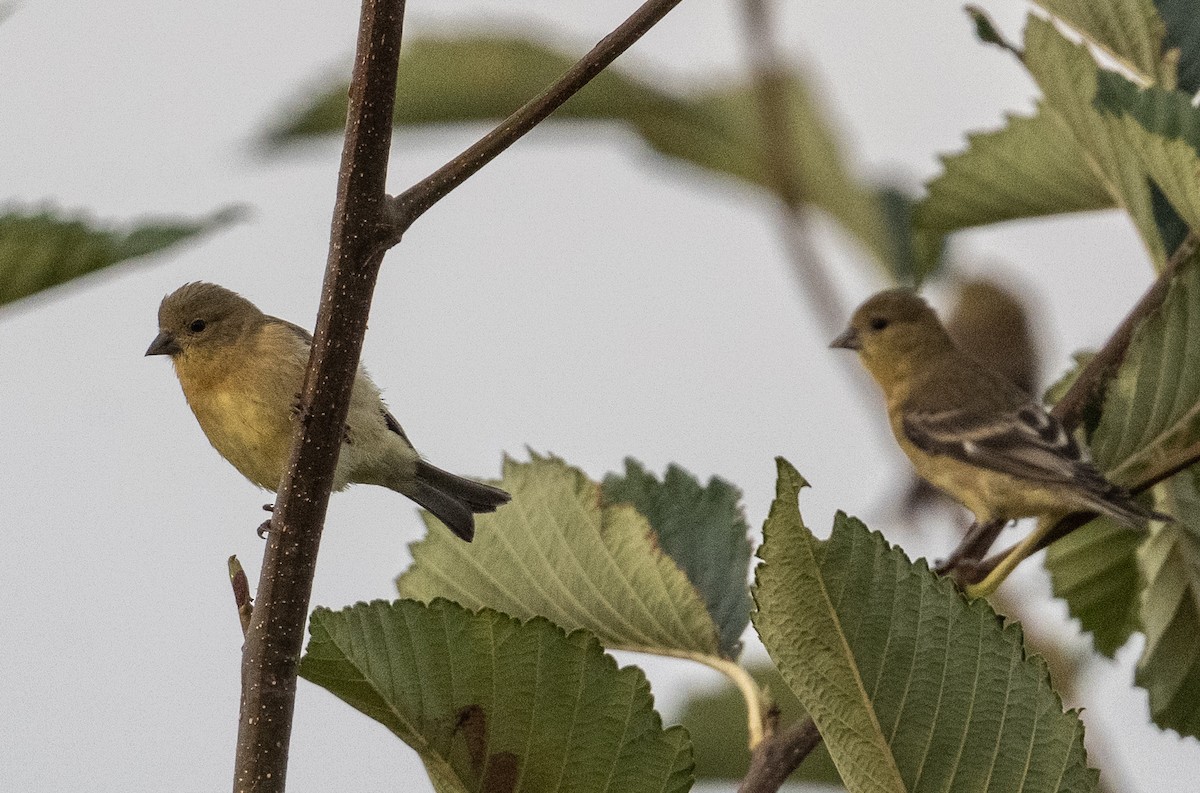 Lesser Goldfinch - ML640772258