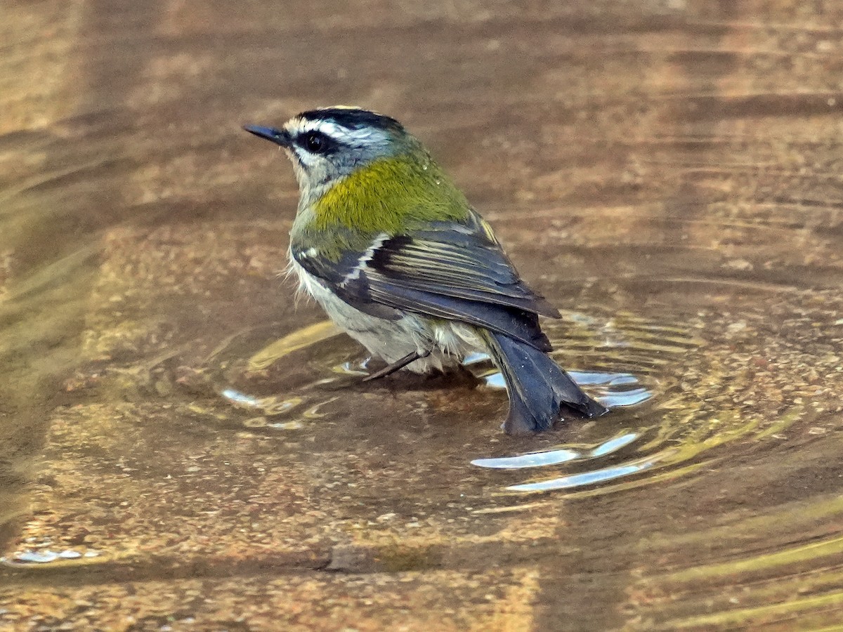Sommergoldhähnchen - ML640772346
