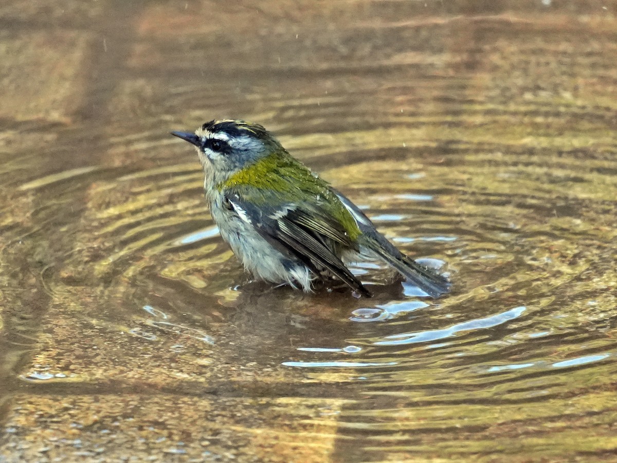 Sommergoldhähnchen - ML640772347