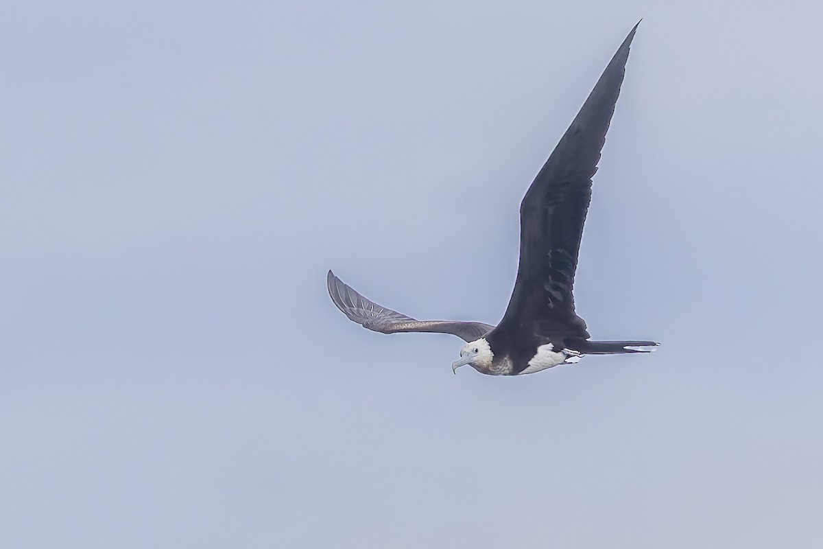 Great Frigatebird - ML640772364