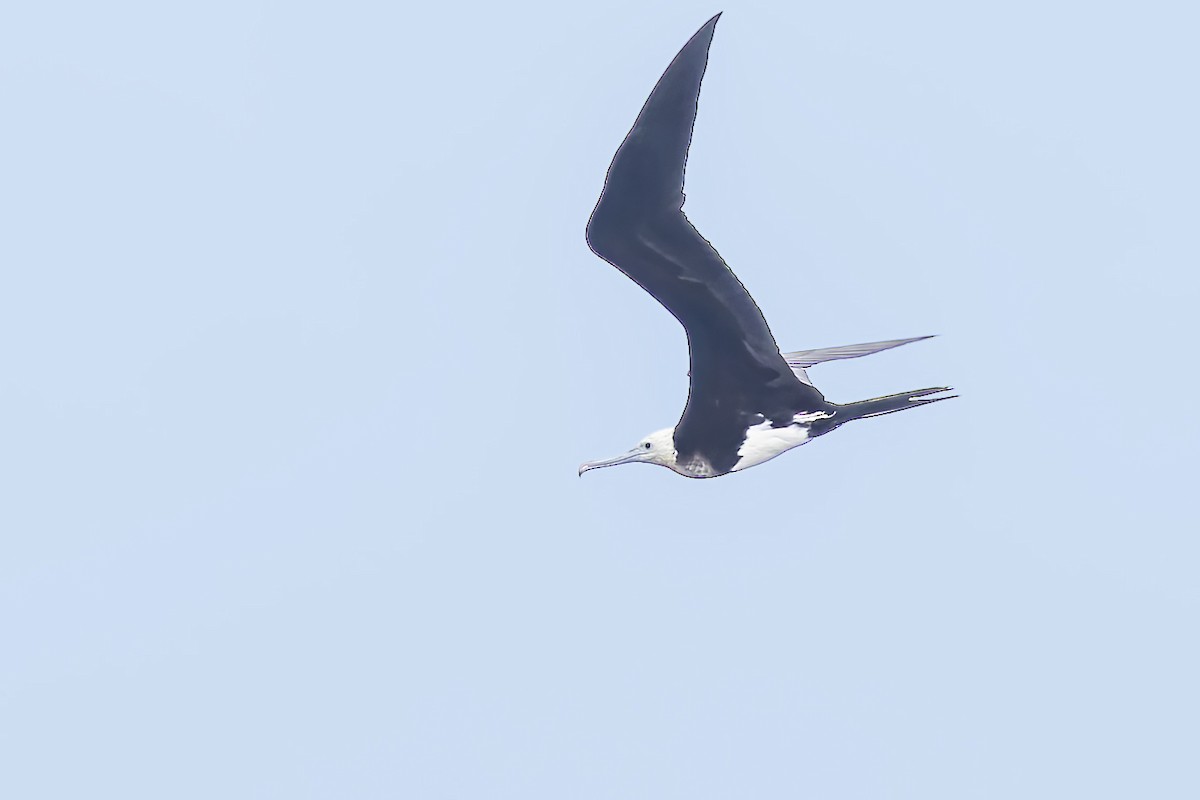 Great Frigatebird - ML640772368