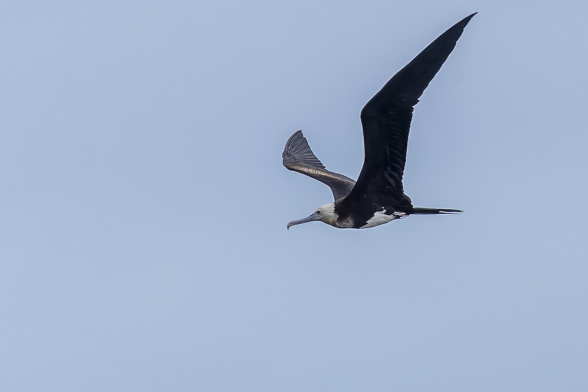 Great Frigatebird - ML640772371