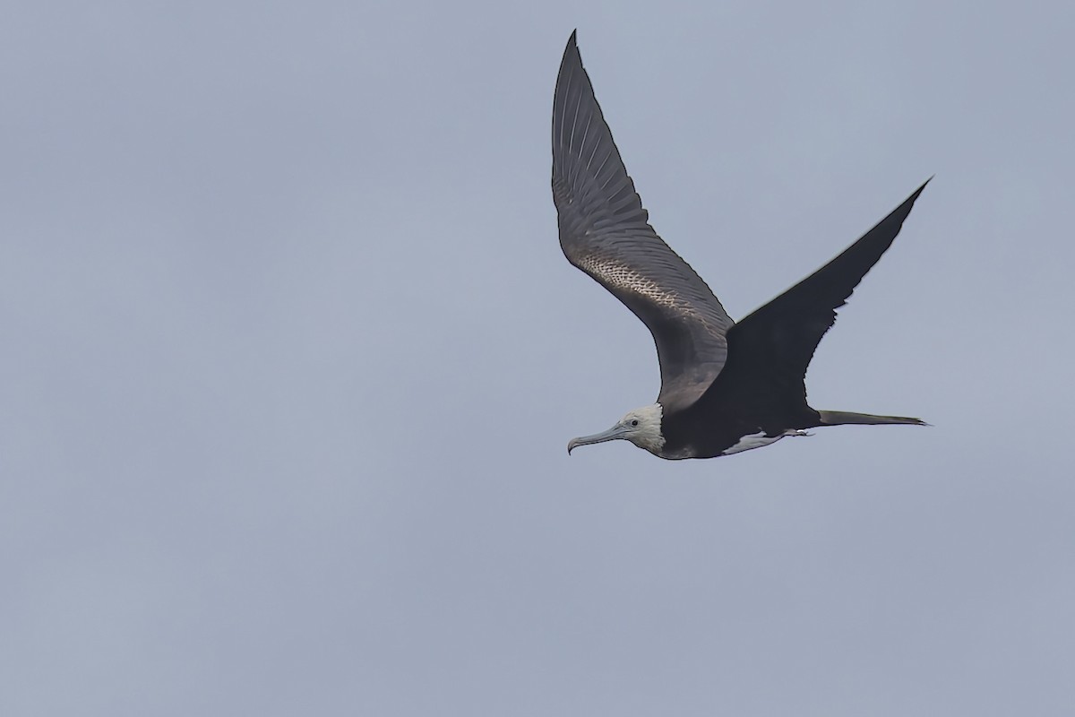 Great Frigatebird - ML640772372