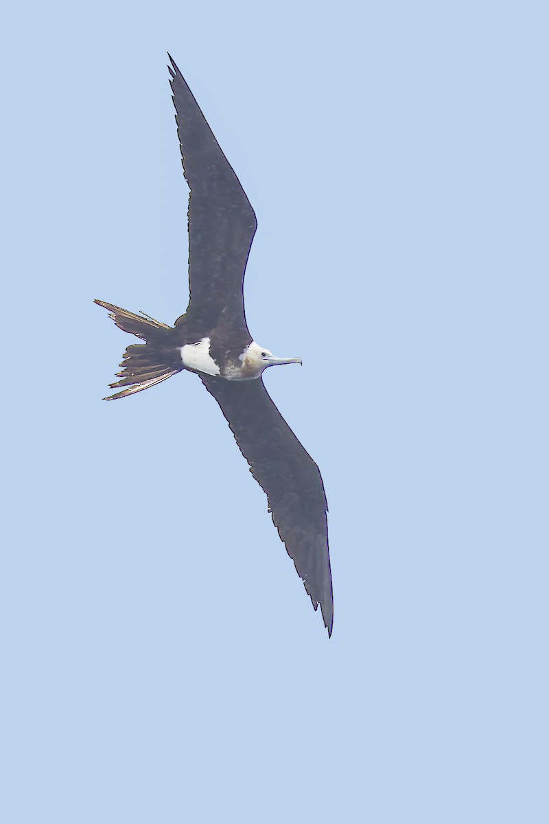 Great Frigatebird - ML640772373