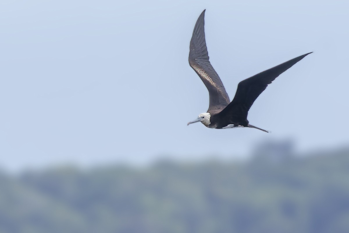 Great Frigatebird - ML640772374