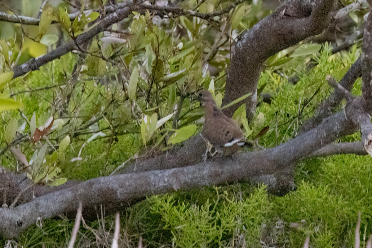 Zenaida Dove - ML640772443