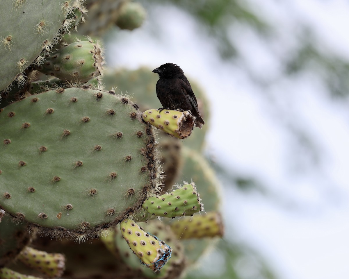 Pinzón de Darwin de Los Cactus - ML640772450