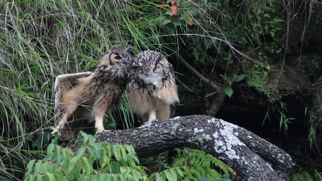Rock Eagle-Owl - ML640772467